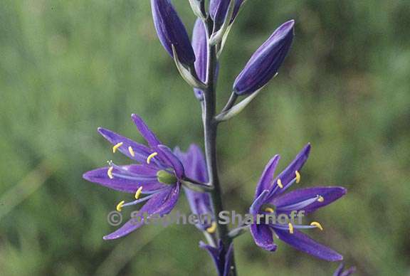 camassia leichtlinii ssp suksdorfii 2 graphic